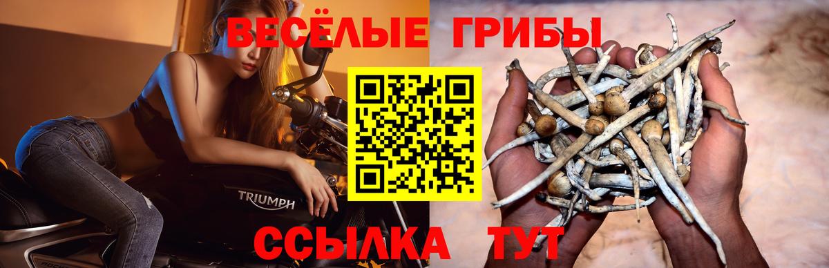Галлюциногенные грибы Psilocybine cubensis  Вход с VPN  Псилоцибиновые грибы ЛСД  Шахты 